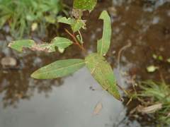 Salix chaenomeloides