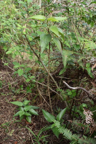 Viola chamissoniana
