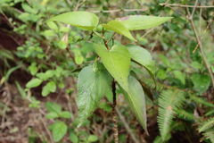 Viola chamissoniana tracheliifolia