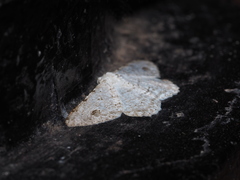 Lassaba parvalbidaria