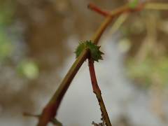 Salix chaenomeloides