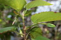 Viola chamissoniana tracheliifolia