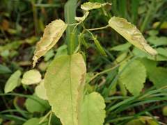 Corchoropsis crenata