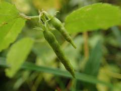 Corchoropsis crenata