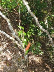 Viola chamissoniana tracheliifolia