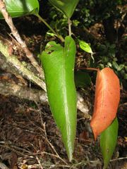 Viola chamissoniana tracheliifolia