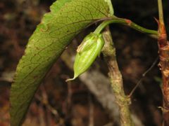 Viola chamissoniana tracheliifolia