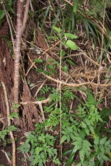 Viola chamissoniana tracheliifolia