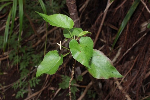 Viola chamissoniana ssp. tracheliifolia