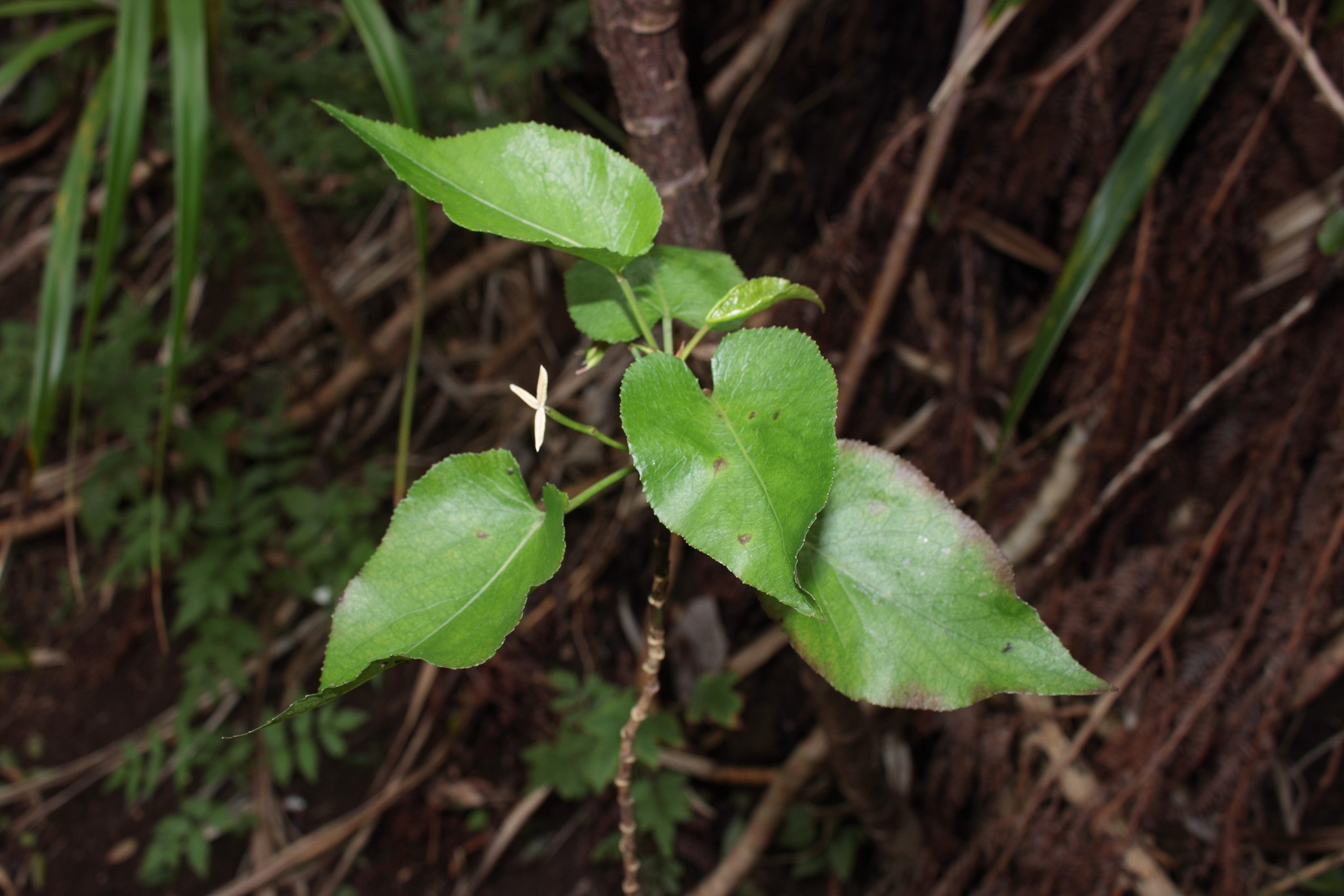 Viola chamissoniana ssp. tracheliifolia