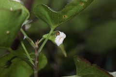 Viola chamissoniana tracheliifolia