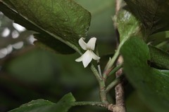 Viola chamissoniana tracheliifolia