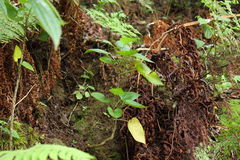 Viola chamissoniana tracheliifolia