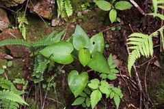 Viola chamissoniana tracheliifolia