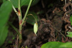 Viola chamissoniana tracheliifolia