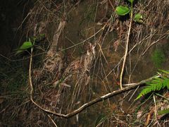 Viola chamissoniana tracheliifolia