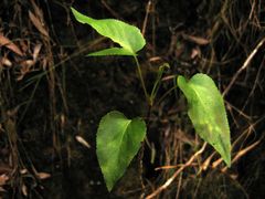 Viola chamissoniana tracheliifolia