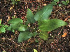 Viola chamissoniana tracheliifolia