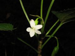Viola chamissoniana tracheliifolia