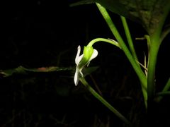 Viola chamissoniana tracheliifolia