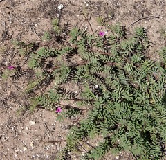 Tephrosia capensis capensis