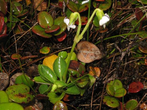 Viola maviensis observed 2009-06-05