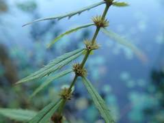 Stachys aspera hispidula