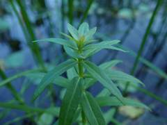 Pogostemon yatabeanus