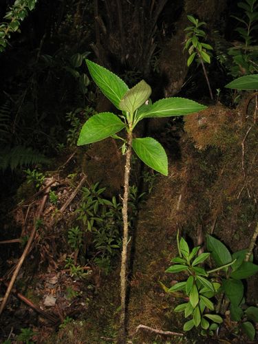 Viola wailenalenae