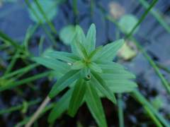 Pogostemon yatabeanus