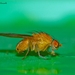 Sapromyza quadricincta - Photo (c) Marcello Consolo, alguns direitos reservados (CC BY-NC-SA)