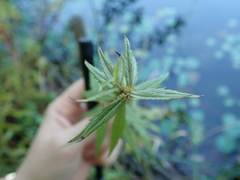 Stachys aspera hispidula