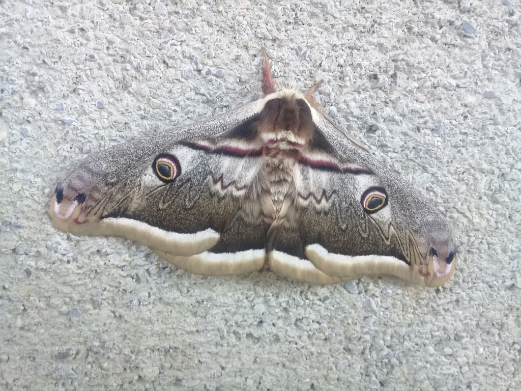 Saturnia atlantica