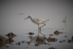 Tringa stagnatilis