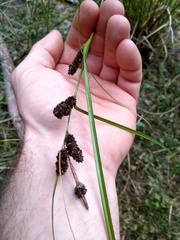 Carex dipsacea