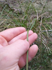 Carex dipsacea