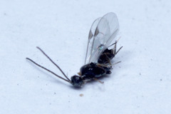 Microgastrinae
