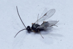 Microgastrinae