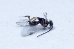 Microgastrinae