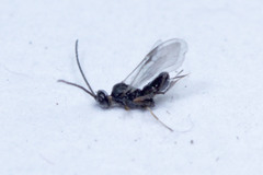 Microgastrinae
