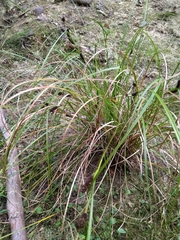Carex dipsacea