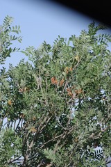 Ptaeroxylon obliquum