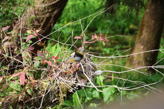 Liocichla steerii