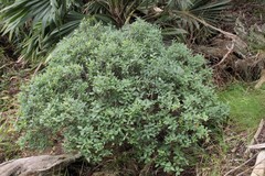 Wikstroemia