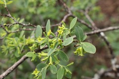 Wikstroemia