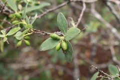 Wikstroemia
