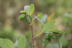 Wikstroemia