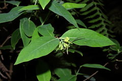 Wikstroemia