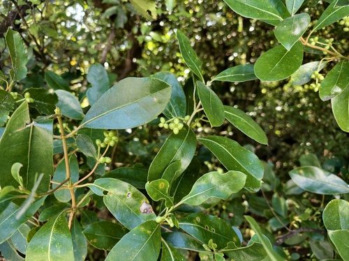 Coprosma lucida observed 2026-01-11