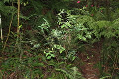 Wikstroemia